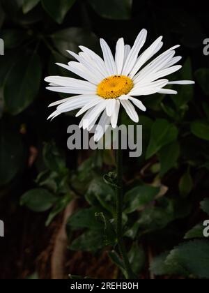 nel giardino c'è una bella margherita con i suoi insetti Foto Stock