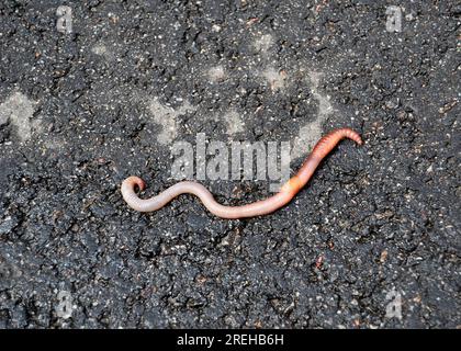 Verme di terra rosse vive esca per la pesca isolato su sfondo scuro, fotografia consistente di gaunt striped terracotta ad asfalto, bellezza naturale da Foto Stock