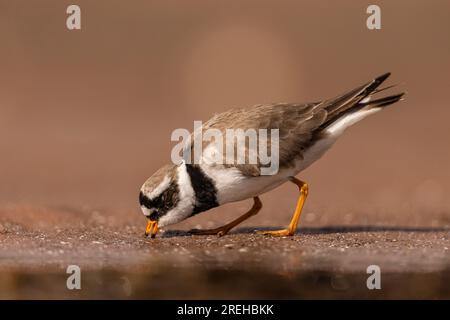 Ringed Plover in cerca di cibo nella sabbia. Foto Stock