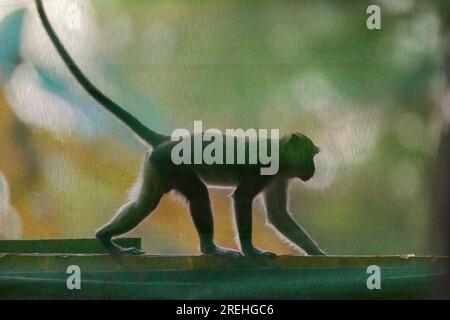 Un macaco dalla coda lunga cammina lungo la barriera di costruzione della tenuta pubblica di Waterway Sunrise, Singapore Foto Stock