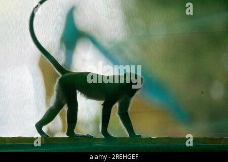 Un macaco dalla coda lunga cammina lungo la barriera di costruzione della tenuta pubblica di Waterway Sunrise, Singapore Foto Stock