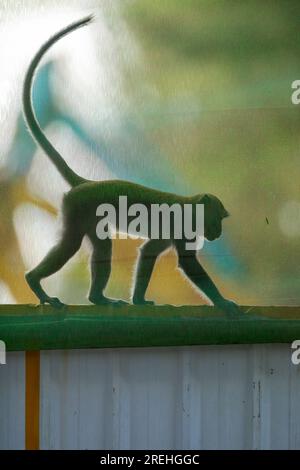 Un macaco dalla coda lunga cammina lungo la barriera di costruzione della tenuta pubblica di Waterway Sunrise, Singapore Foto Stock