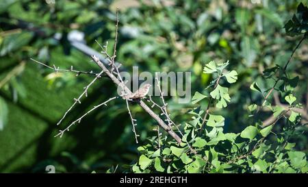 L'uccellino sul ramo dell'albero. Foto Stock