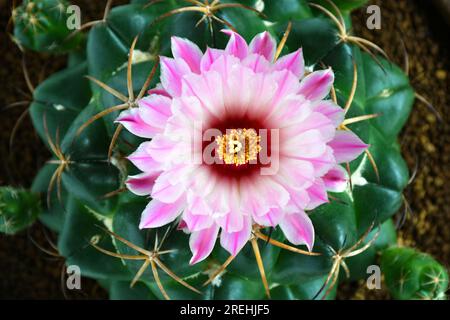 Fiore rosa fiorito di dente degli elefanti, palla stellata o elefanti di Coryphantha (Lem.) Lem. con luce naturale durante il giorno. Foto Stock