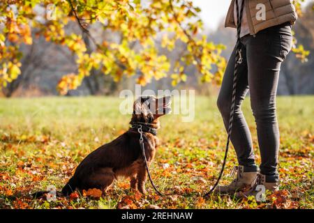 Il proprietario di animali domestici si occupa dell'addestramento per obbedienza del cane salvato nel parco autunnale. Addestratore di animali con razza mista durante le passeggiate all'aperto Foto Stock