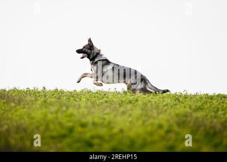 Cane pastore tedesco che corre sul campo. Giocoso cucciolo che salta all'aperto Foto Stock