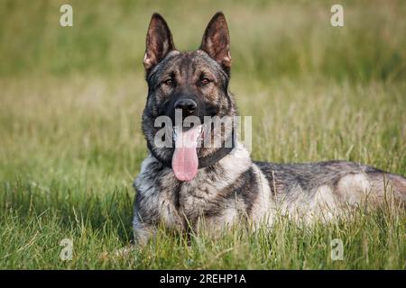 Cane pastore tedesco sdraiato nell'erba. Cani addestrati all'aperto Foto Stock