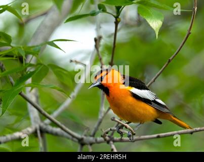 L'Oriole di Bullock arancione brillante appollaiato su un ramo di un albero. Foto Stock