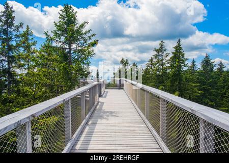 Sentiero pedonale con tettoia della foresta sopra le cime degli alberi, avventura all'aperto a Rogla, Slovenia Foto Stock