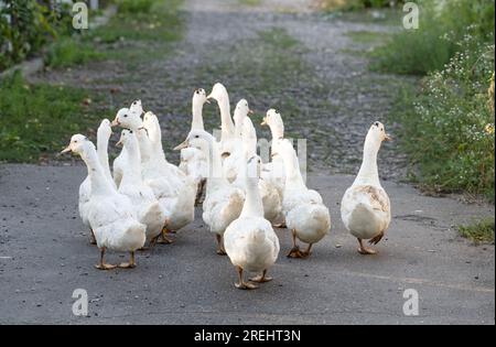 anatre che camminano nel cortile Foto Stock