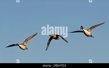 Northern pintail (Anas acuta) gruppo di due drake e un'anatra una femmina in volo, Gloucestershire, Regno Unito, dicembre. Foto Stock