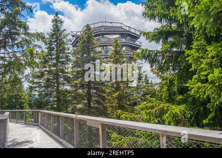 Sentiero pedonale con tettoia della foresta sopra le cime degli alberi, avventura all'aperto a Rogla, Slovenia Foto Stock