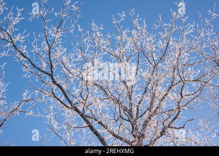 Cime degli alberi coperte di ghiaccio in inverno Foto Stock