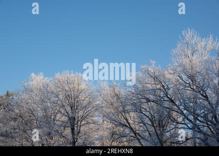 Cime degli alberi coperte di ghiaccio in inverno Foto Stock