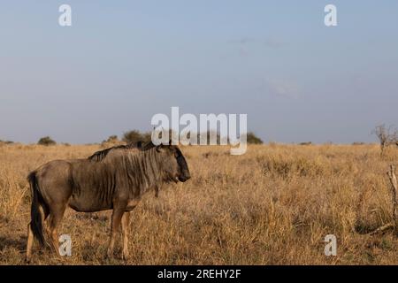 Un solo Blue Wildebeest cammina al sole mattutino nel suo habitat naturale di prateria nel Kruger National Park, in Sudafrica Foto Stock