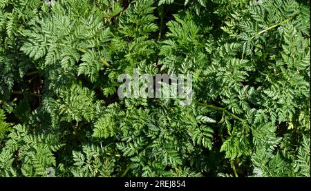 Primo piano del Conium maculatum (Poison Hemlock). Deadly Poison Hemlock esce all'inizio della primavera prima della fioritura. Impianto velenoso utilizzato per eseguire Socrate. Foto Stock