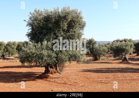 Fasano, Italia. 10 luglio 2023. Ulivi secolari nei pressi di Fasano, regione Puglia, Italia, il 10 luglio 2023. Secondo un recente articolo del Guardian, la Valle d'Itria, un'ampia valle agricola nei pressi di Bari ricca di vigneti e ulivi, è uno dei luoghi più segreti d'Italia. (Foto di Elisa Gestri/Sipa USA) credito: SIPA USA/Alamy Live News Foto Stock