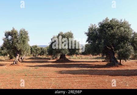 Fasano, Italia. 10 luglio 2023. Olivi vicino a Fasano, regione Puglia, Italia, il 10 luglio 2023. Secondo un recente articolo del Guardian, la Valle d'Itria, un'ampia valle agricola nei pressi di Bari ricca di vigneti e ulivi, è uno dei luoghi più segreti d'Italia. (Foto di Elisa Gestri/Sipa USA) credito: SIPA USA/Alamy Live News Foto Stock