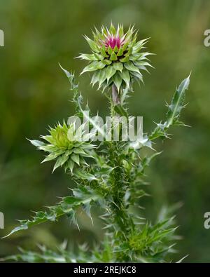 Nodding Thistle (Carduus nutans), un'erba invasiva, nota anche come Cardo muschiato fotografato su un morbido sfondo verde. Fiore nazionale della Scozia. Foto Stock