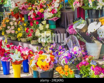 Un fioraio a Las Ramblas, Barcellona, Catalogna, Spagna. Foto Stock