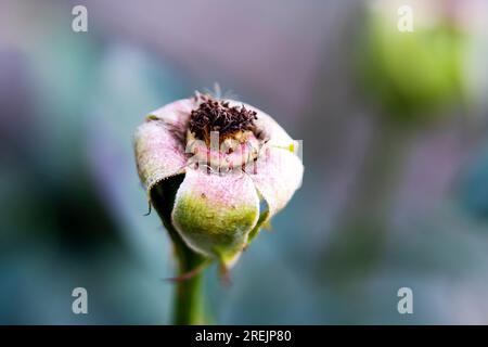 Mazzo di rose appassite. Il fiore marcisce sull'albero. Rosa marcisce sull'albero. Foto Stock