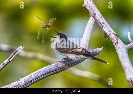 Eastern KingBird al Presque Isle State Park Foto Stock