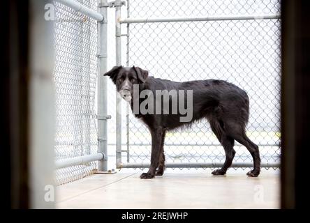 Un cane di razza mista Collie di confine nervoso in un allevamento di animali Foto Stock