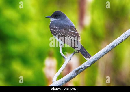 Eastern KingBird al Presque Isle State Park Foto Stock