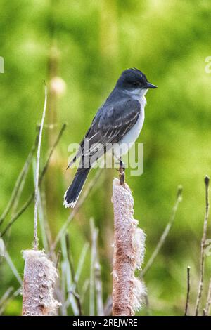 Eastern KingBird al Presque Isle State Park Foto Stock