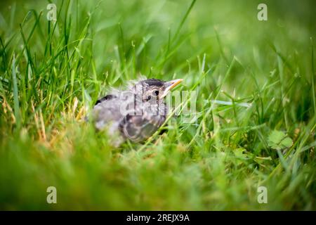 Un giovane Robin americano (Turdus migratorius) nascente nell'erba Foto Stock