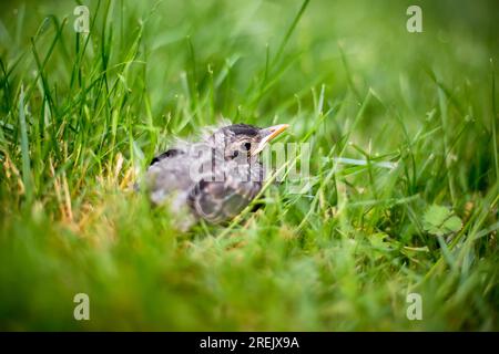 Un giovane Robin americano (Turdus migratorius) nascente nell'erba Foto Stock