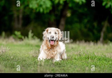Cane Golden retriever sdraiato nella natura nell'erba e guardando la macchina fotografica. Simpatico cucciolo labrador che si diverte a passeggiare all'aperto nel parco Foto Stock