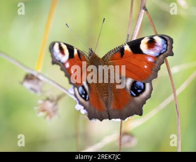 Una bellissima farfalla europea Peacock in prato, Worcestershire, Inghilterra. Foto Stock