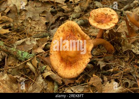 Funghi, Crescent Lake Park, Southington, Connecticut Foto Stock
