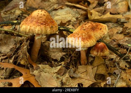 Funghi, Crescent Lake Park, Southington, Connecticut Foto Stock