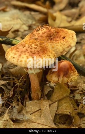 Funghi, Crescent Lake Park, Southington, Connecticut Foto Stock