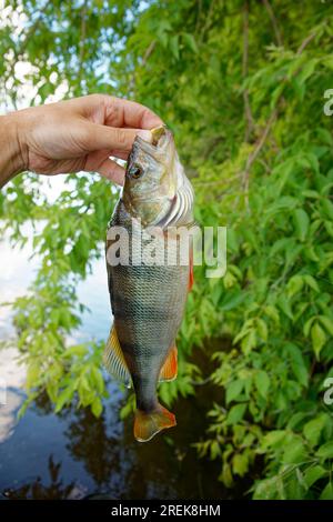 Persico europeo in mano ai pescatori, paesaggio estivo Foto Stock