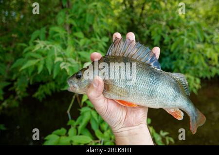 Persico europeo in mano ai pescatori, paesaggio estivo Foto Stock