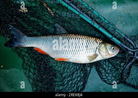 Pesce chub che giace sulla rete da sbarco pescato dall'alto Foto Stock