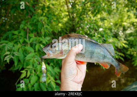 Persico europeo in mano ai pescatori, paesaggio estivo, foglie verdi sullo sfondo Foto Stock