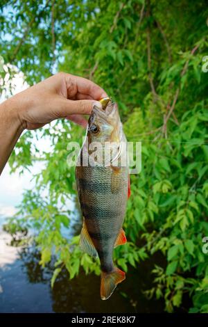 Persico europeo in mano ai pescatori, paesaggio estivo, foglie verdi sullo sfondo Foto Stock