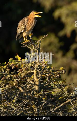 Heron notturno con corona nera (Nycticorax nycticorax), Agate Beach State Park, Oregon Foto Stock