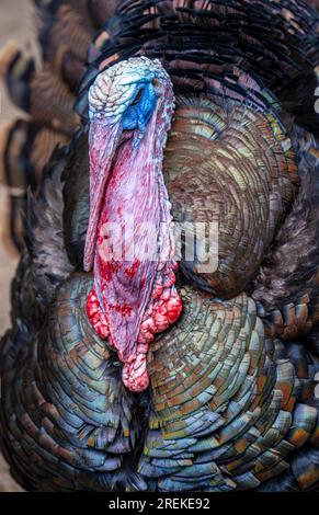 Bronzepute, male, turkey, Meleagris gallopavo F. domestica, male, appartiene al gruppo delle razze animali in via di estinzione, Foto Stock