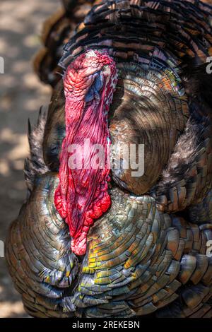 Bronzepute, male, turkey, Meleagris gallopavo F. domestica, male, appartiene al gruppo delle razze animali in via di estinzione, Foto Stock