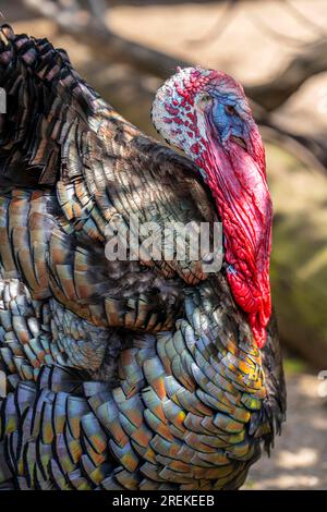Bronzepute, male, turkey, Meleagris gallopavo F. domestica, male, appartiene al gruppo delle razze animali in via di estinzione, Foto Stock