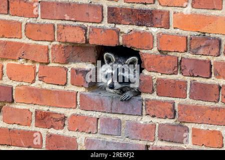 Raccoon (lotor di Procyon) guarda fuori da un muro di mattoni. Foto Stock