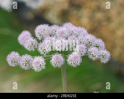 Angelica sylvestris, angelica selvatica, che cresce tra le rocce della costa norvegese. Foto Stock