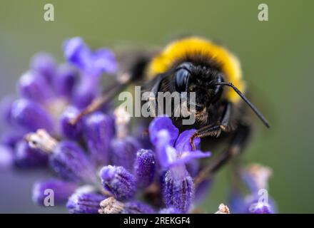 Bumblebee, bumblebee di terra su un fiore di lavanda, Foto Stock