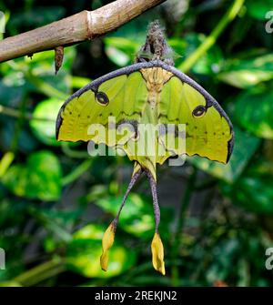 Falena cometa appena schiusa (Argema mittrei), specie falena pavone, presenza endemica del Madagascar Foto Stock