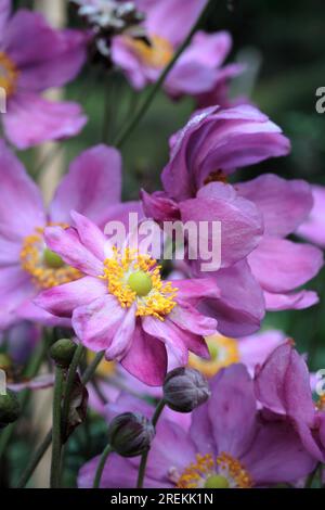 "Prinz Heinrich" - anemone hupehensis (Anemone hupehensis var. japonica) Foto Stock